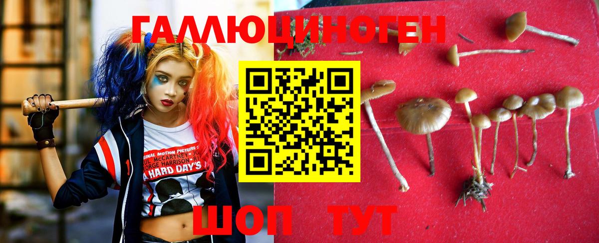 Псилоцибиновые грибы мицелий Новошахтинск